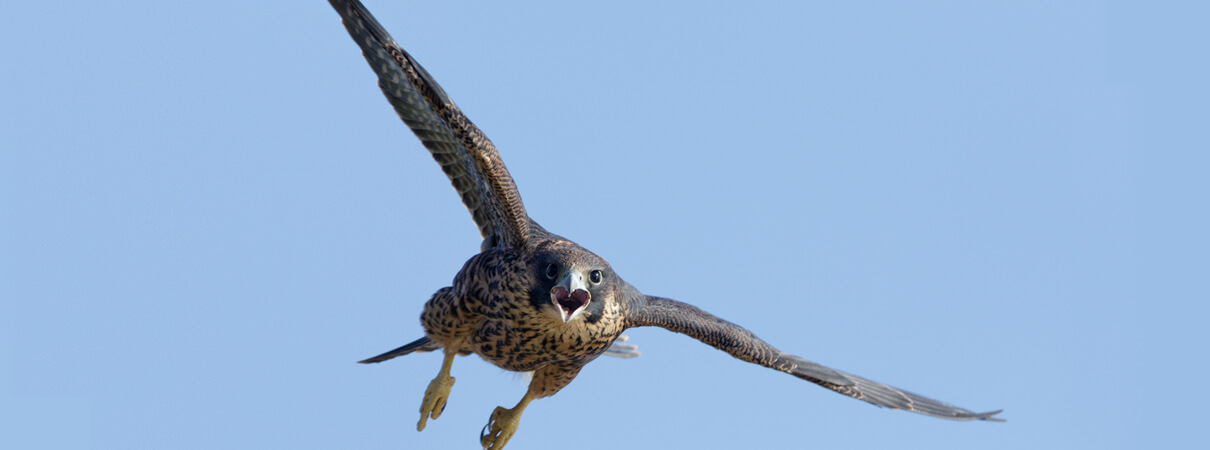 Peregrine Falcon American Bird Conservancy