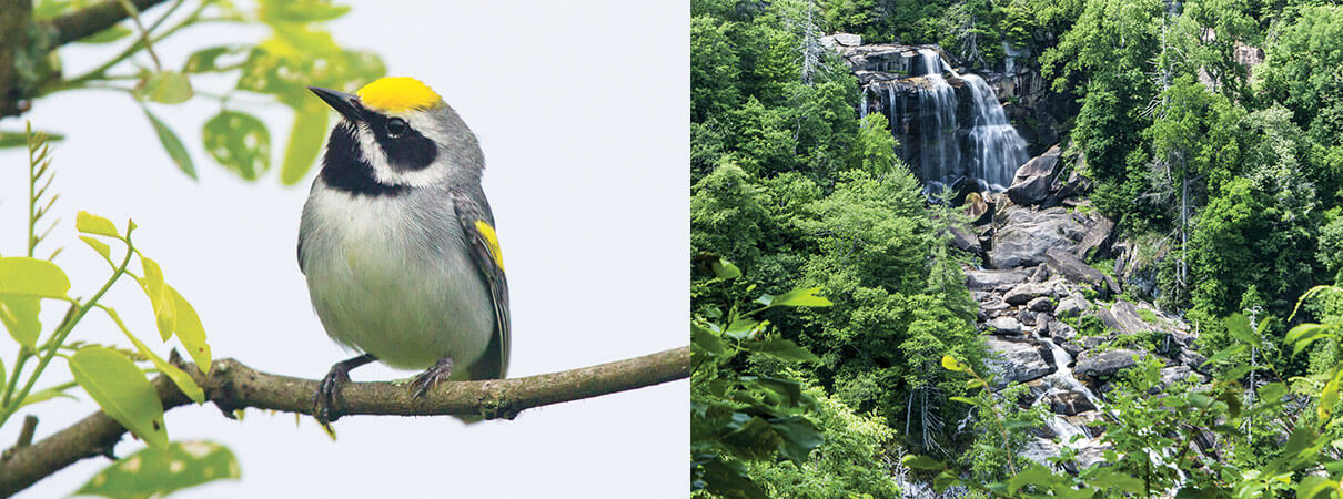 Left: Golden-winged Warbler. Photo by Frode Jacobsen/Shutterstock. Right: Waterfall in Great Smoky Mountains. Plant diversity in the Smoky Mountains offer important bird habitat. Photo by Betty Shelton/Shutterstock.