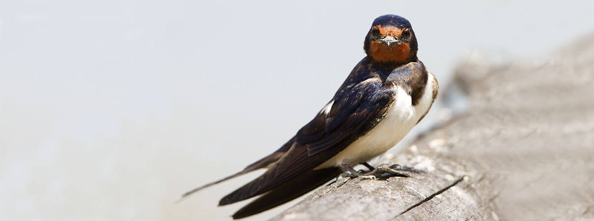In the Netherlands, rapid declines in Barn Swallows and other insect-eating farmland birds were attributed to a 