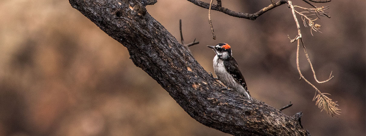 Downy Woodpecker. Photo by Rachel Portwood/Shutterstock.