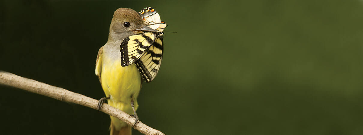 Great Crested Flycatcher. Photo by Joe McDonald/Shutterstock.