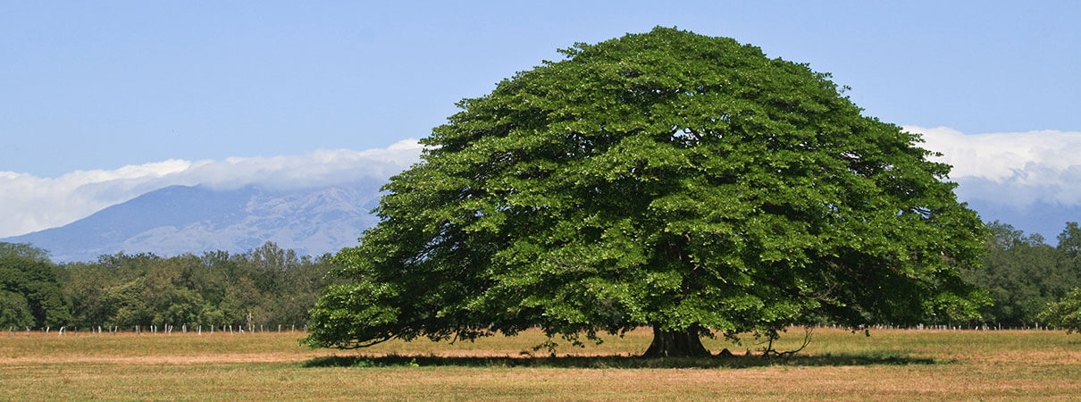 Guanacaste tree. Photo by Raymond Pauly/Shutterstock.