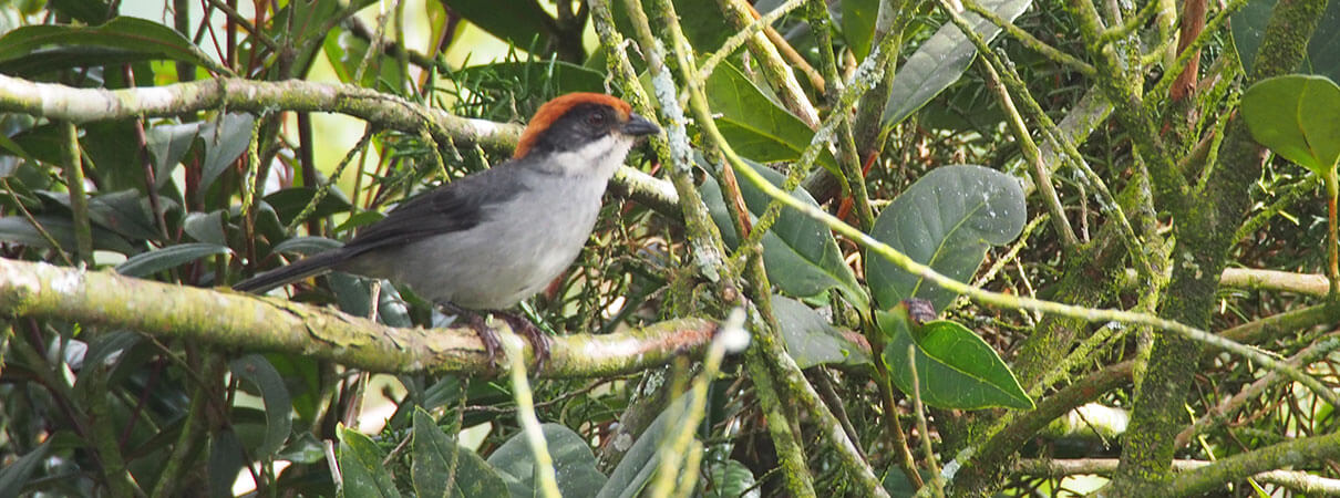 Antioquia Brushfinch is identified by the absence of white speculum in wing, faint moustachial stripe, and lack of white spot in lore — all fieldmarkss that distinguish it from the Slaty Brushfinch. Photo by Dan Lebbin.