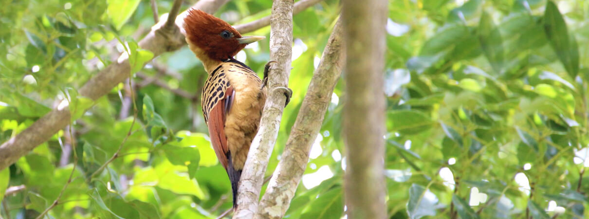 Kaempfer's Woodpecker. Photo by Tulio Dernas.