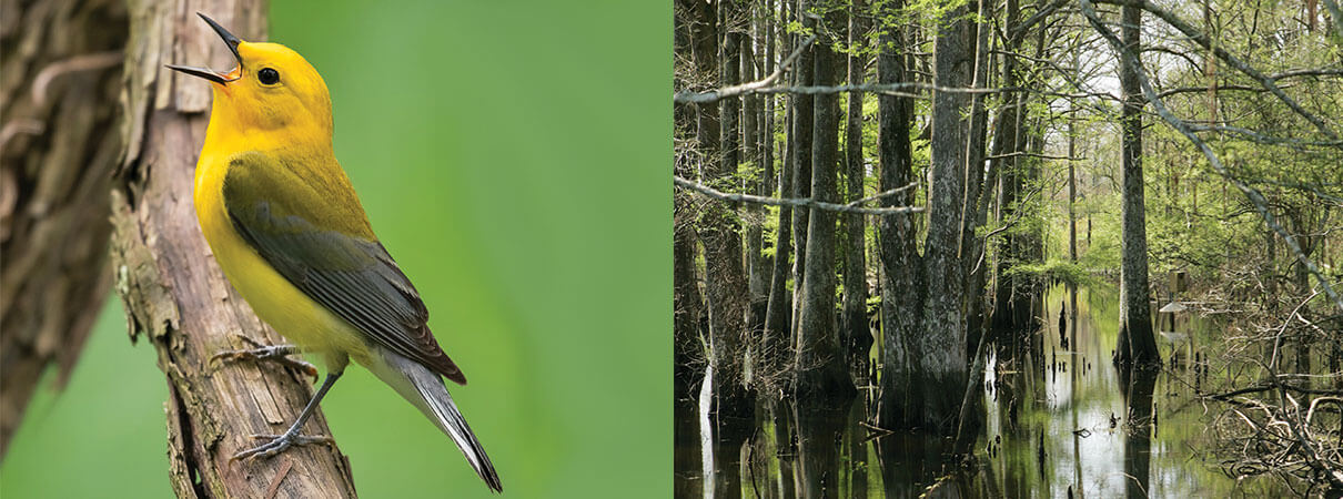 Left: Prothonotary Warbler. Photo by Jason Yoder. Right: Cypress swamp. Photo by FWS.