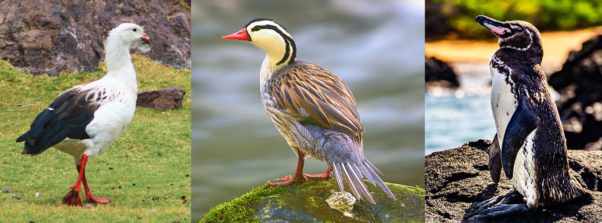 Left: Andean Goose. Photo by Mapu Fotografia/Shutterstock Center: Torrent Duck Photo by Christopher Becerra/Shutterstock Right: Galápagos Penguin. Photo by Joseph Arsenault/Shutterstock