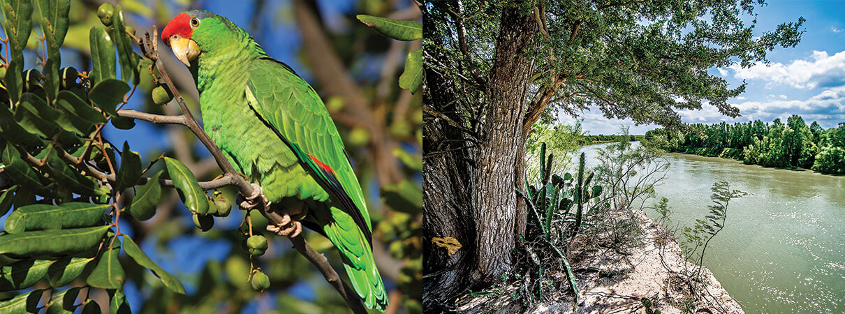 eft: Red-crowned Parrot. Photo by Bowles Erickson/Amazonia.us. Right: Rio Grande River. Photo by digidreamgrafix/Shutterstock.