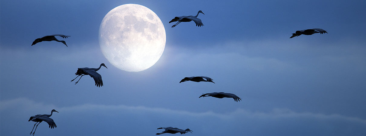 Sandhill Cranes. Photo by Richard Sustanto/Shutterstock.