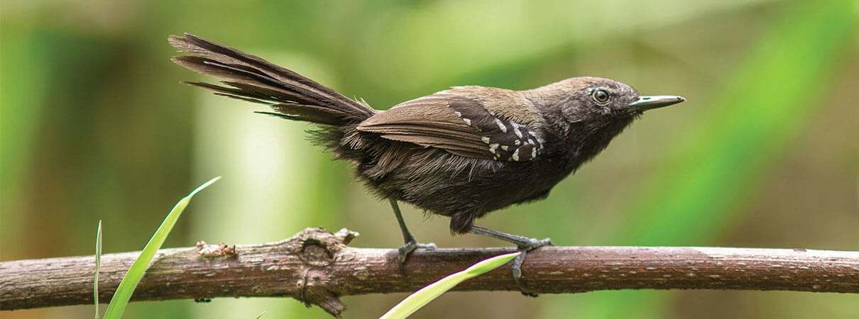 Marsh Wrens don't appear the way most imagine tropical birds to be. Photo by Elvis Japão