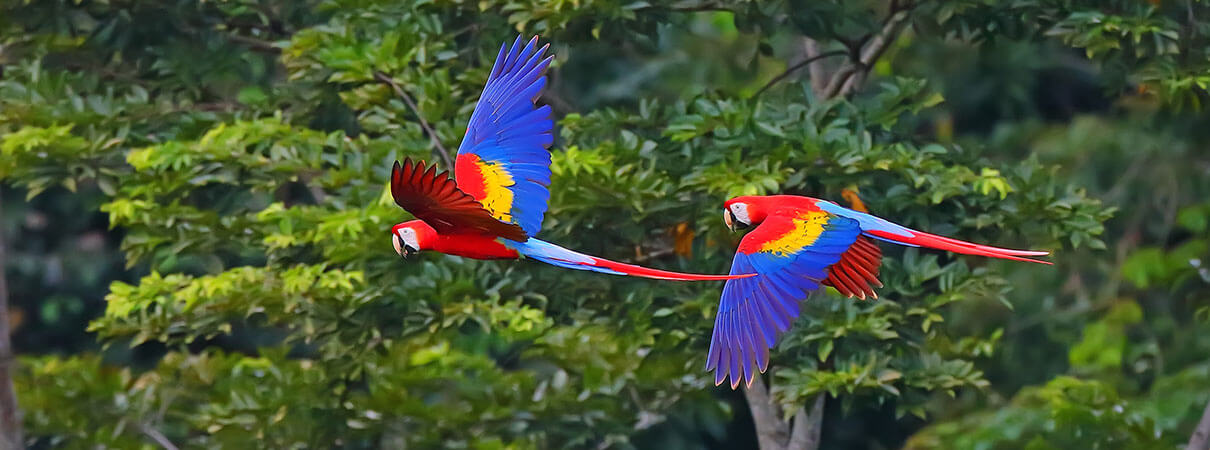 Scarlet Macaws. Photo by Greg Homel/Natural Elements Productions.