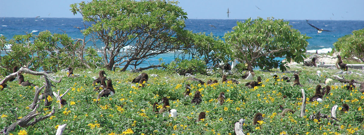 Introduced Verbesina formed tall, dense stands that transformed once-open areas and choked out native plants on the Midway Atoll. Photo by Forest and Kim Starr.