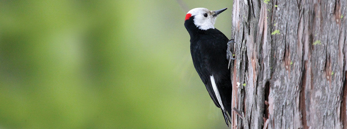 White-headed Woodpecker. Photo by Michael J. Parr/Shutterstock.