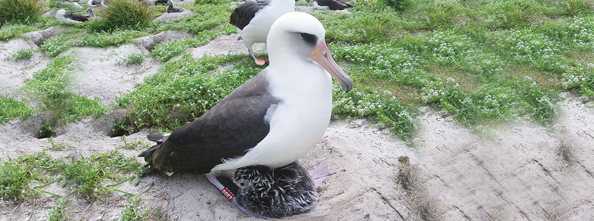 Wisdom the Laysan Albatross, show in 2011 with one of her many offspring. At least 68 years old, she regularly returns to Midway to nest. Photo by John Klavitter/FWS.