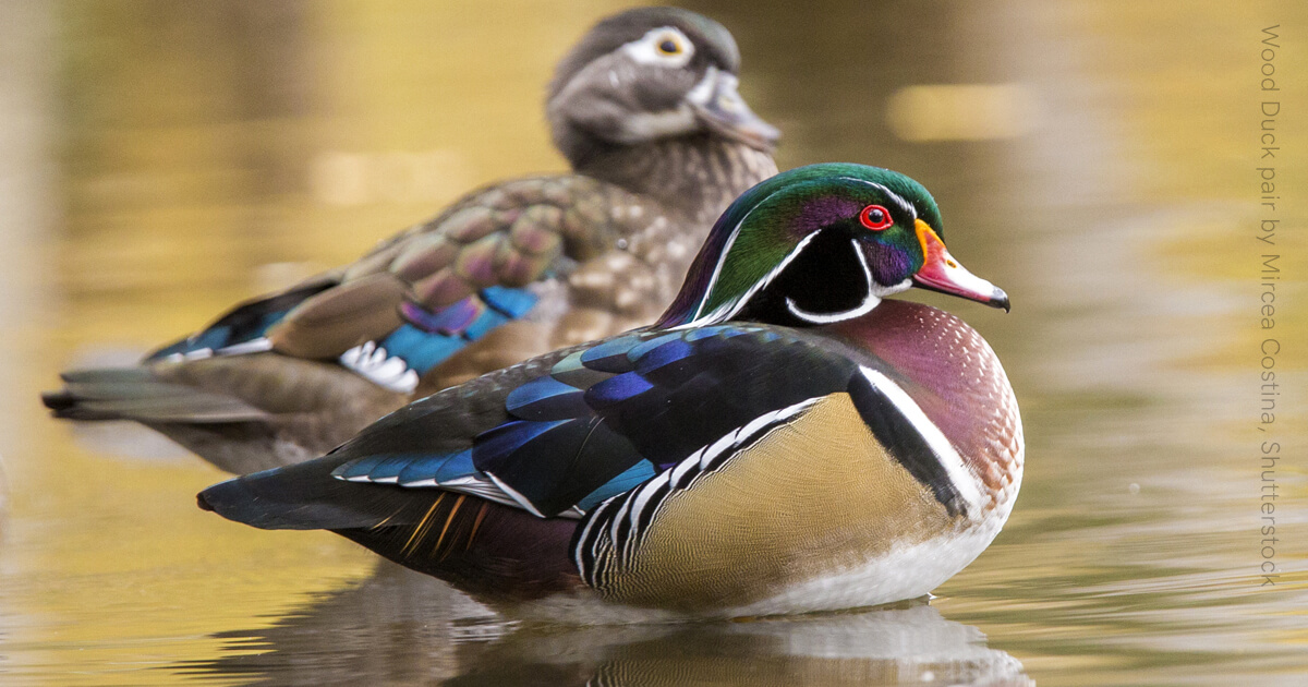 Wood Ducks and the Burden of Adorability