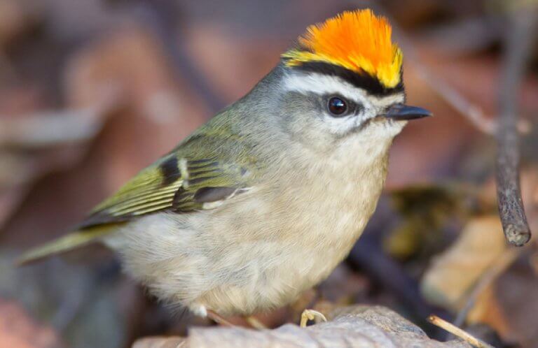Golden-crowned Kinglet, Double Brow Imagery, Shutterstock