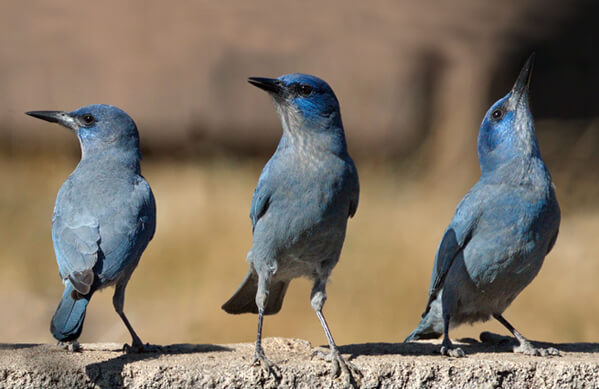 5 Weird Facts about Blue Jays - Cats and Birds