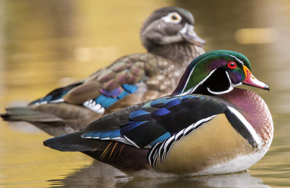 Wood Duck, Mircea Costina, Shutterstock
