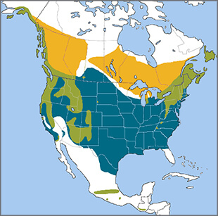 Golden-crowned Kinglet range map, Birds of North America, https://birdsna.org maintained by the Cornell Lab of Ornithology