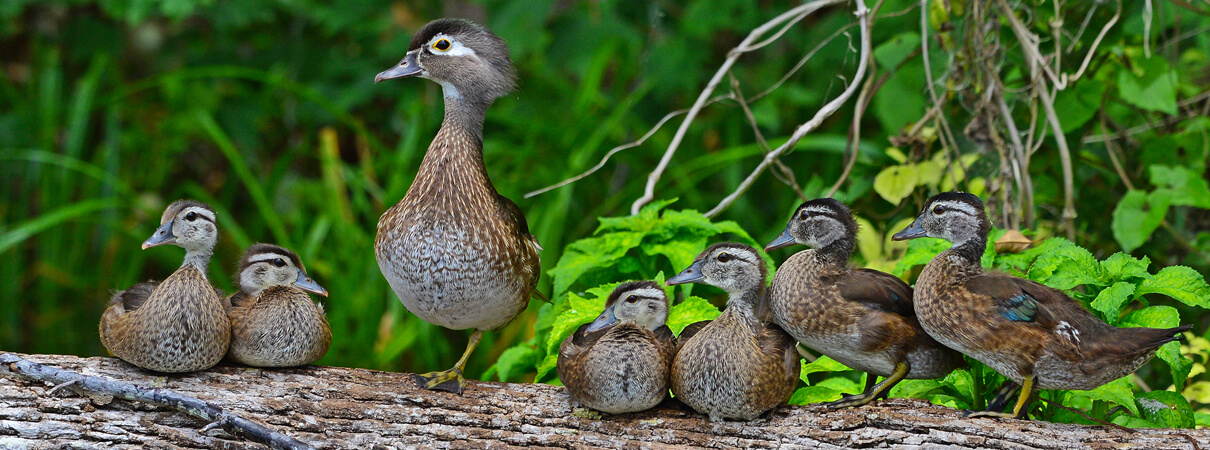 Wood Duck and ducklings, Paul Winterman, Shutterstock