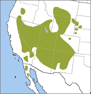 Pinyon Jay range map, NatureServe