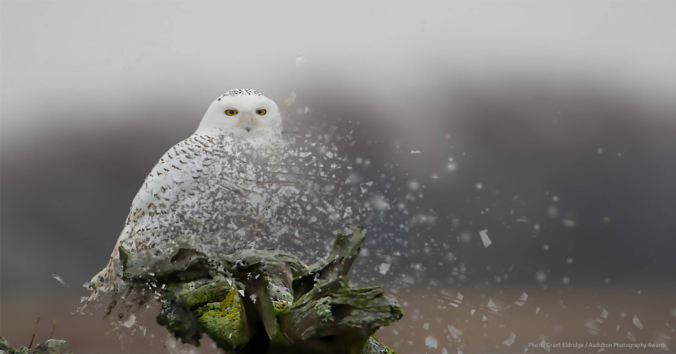  Snowy Owls are one of the species that are declining due to the current bird crisis. Photo by Grant Eldridge/Audubon Photography Awards