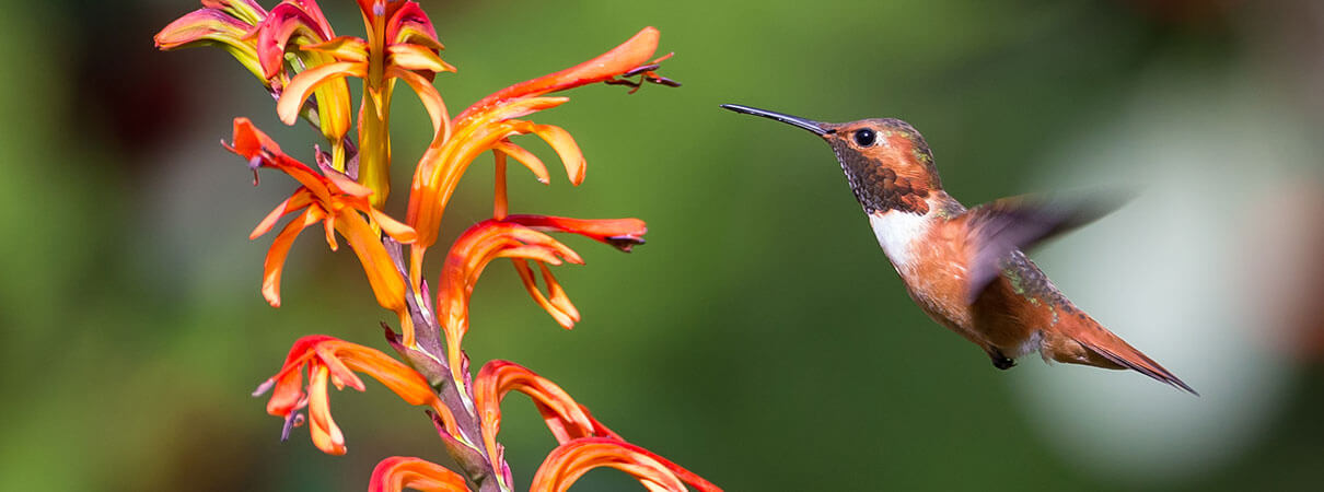 Allen's Hummingbirds migrate to western Mexico. Photo by Keneva Photography/Shutterstock.