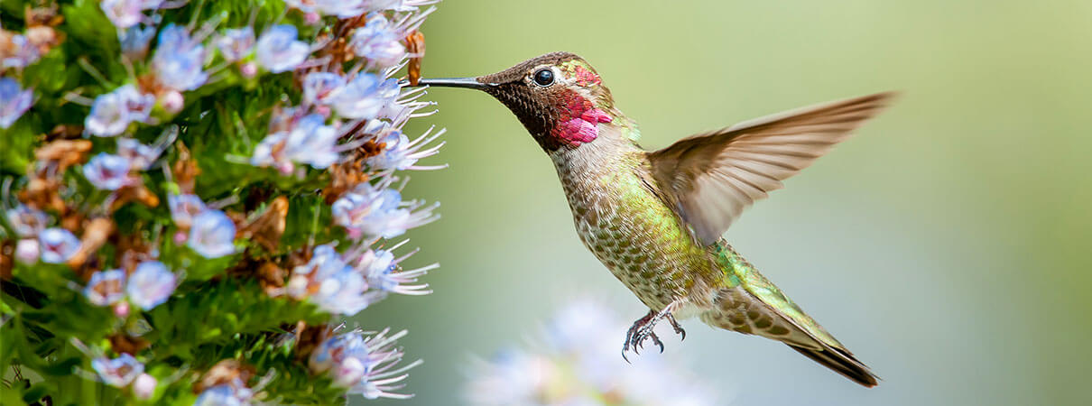 Anna's Hummingbird, unlike other hummingbirds, does not migrate. Photo by Johanna van de Woestijne.