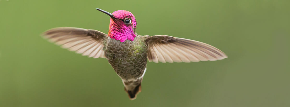 Anna's Hummingbird. Photo by Keneva Photography/Shutterstock.