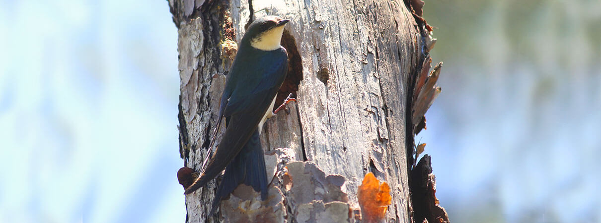 Bahama Swallow. Photo by Melanie Rose Wells.