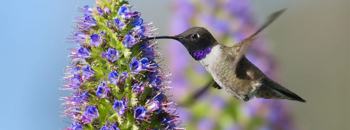 Black-chinned Hummingbird. Photo by sumikphoto/Shutterstock.