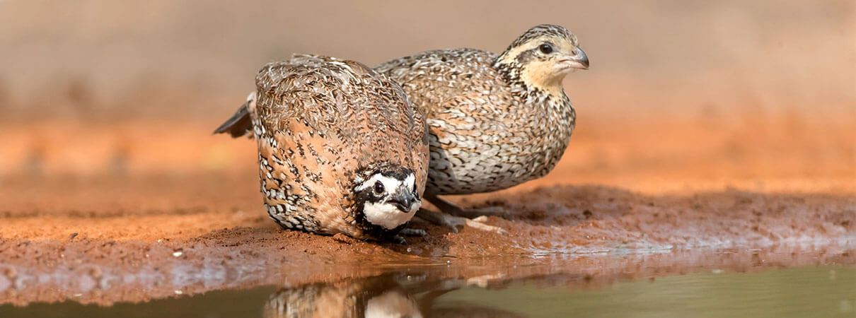 Northern Bobwhite pair. Photo by Dennis W. Donohue/Shutterstock