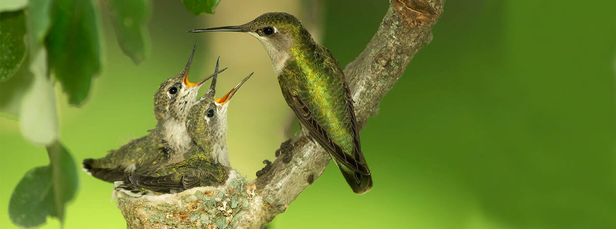 Ruby-throated Hummingbirds. Photo by Agnieszka Bacal/Shutterstock.