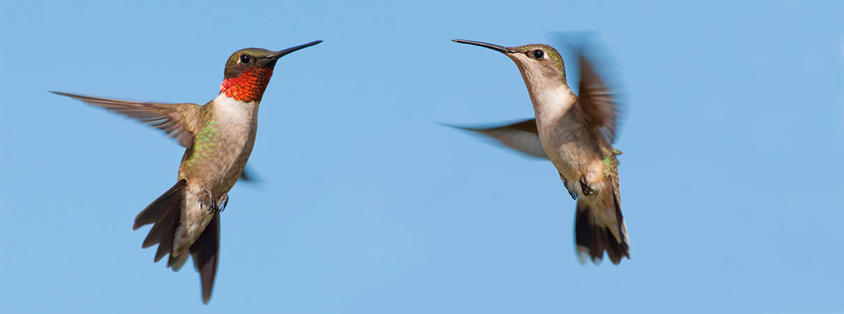 Ruby-throated Hummingbirds Hummingbirds do migrate. Photo by Sari Oneal/Shutterstock.