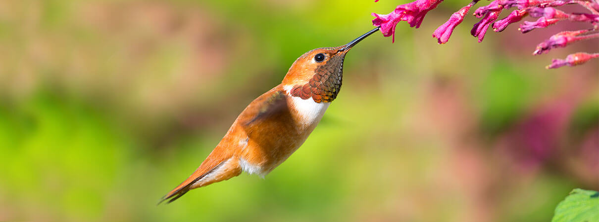 Rufous Hummingbirds migrate to southern Mexico and Central. Photo by Birdiegal/Shutterstock.