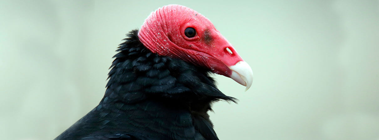 Turkey Vulture. Photo by Andaman/Shutterstock