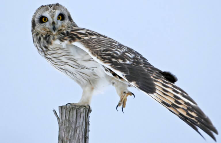 Short-eared Owl, Larry Master, www.masterimages.org