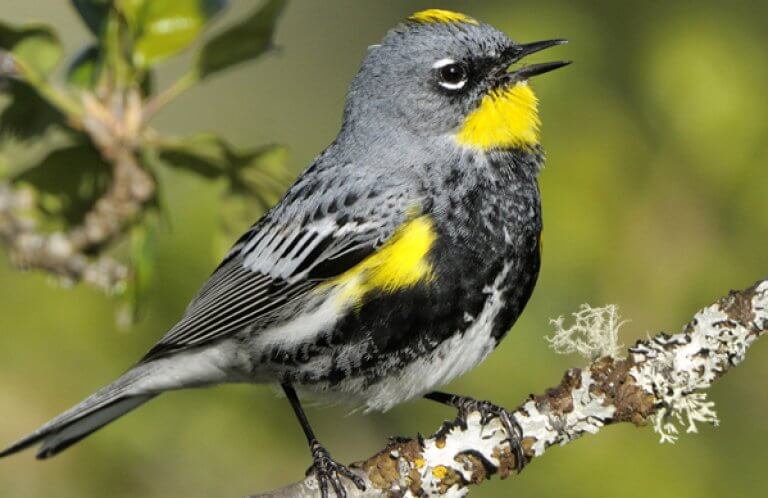 Yellow-rumped Warbler, Audubon's race, Tim Zurowski, Shutterstock