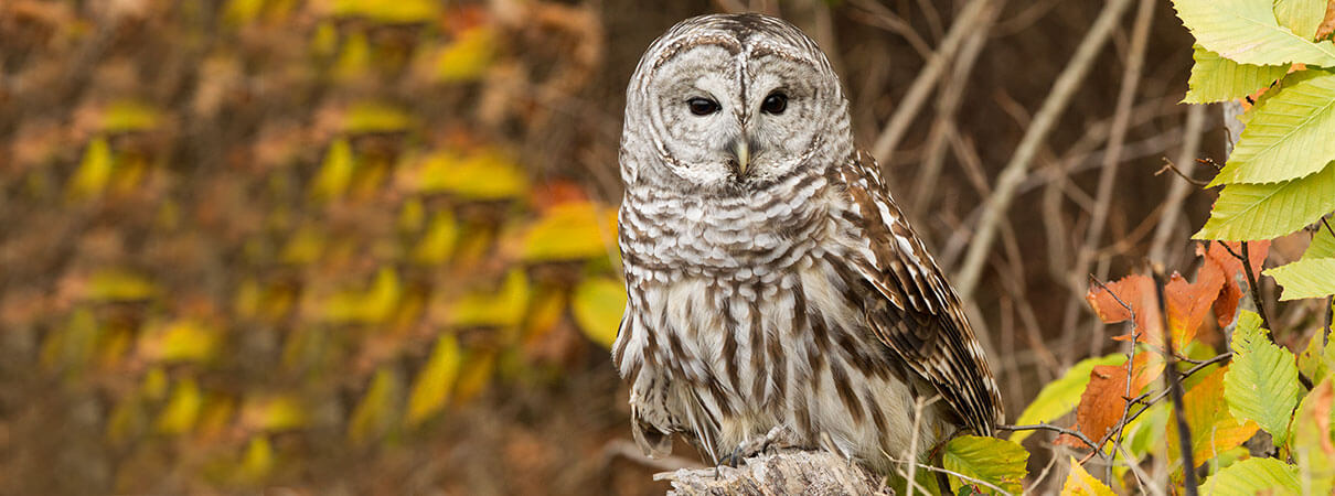Barred Owl. Photo by Dennis W. Donohue/Shutterstock
