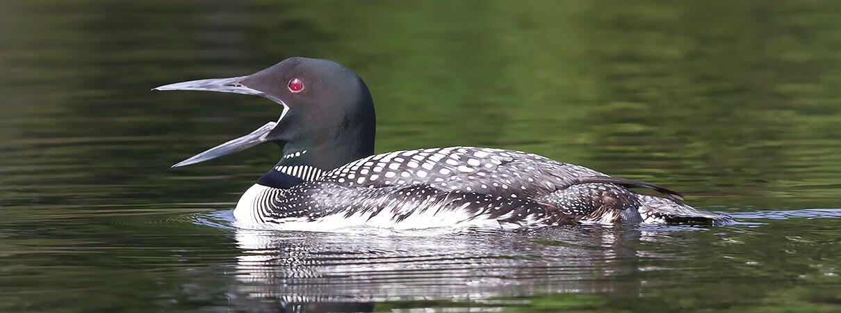 Common Loons call to each other using one of the eeriest bird sounds. Photo by Jim Cumming/Shutterstock