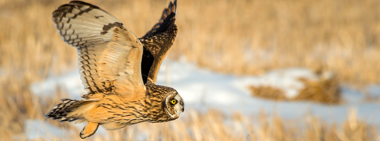 Short-eared Owl on the hunt, Ghost Bear, Shutterstock