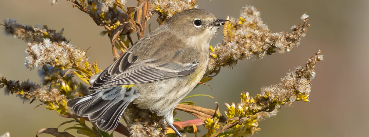 Yellow-rumped Warbler with winter plumage, Paul Reeves Photography Shutterstock