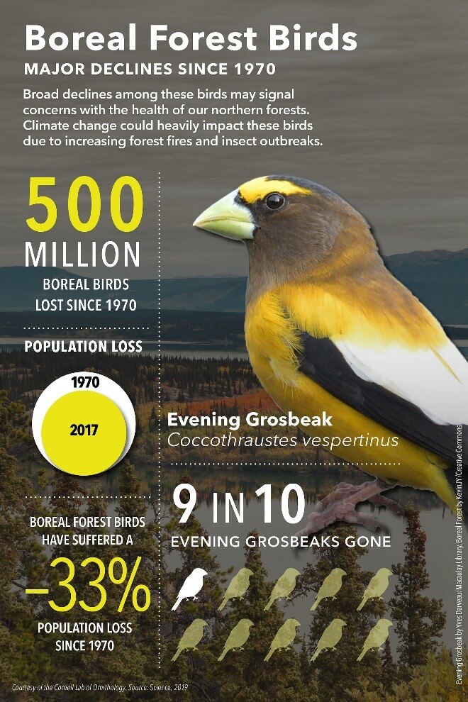 Boreal forest birds numbers have declined