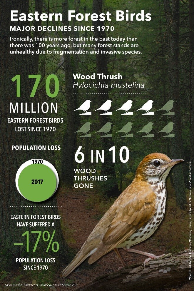 Eastern forest birds have been affected by a massive bird decline