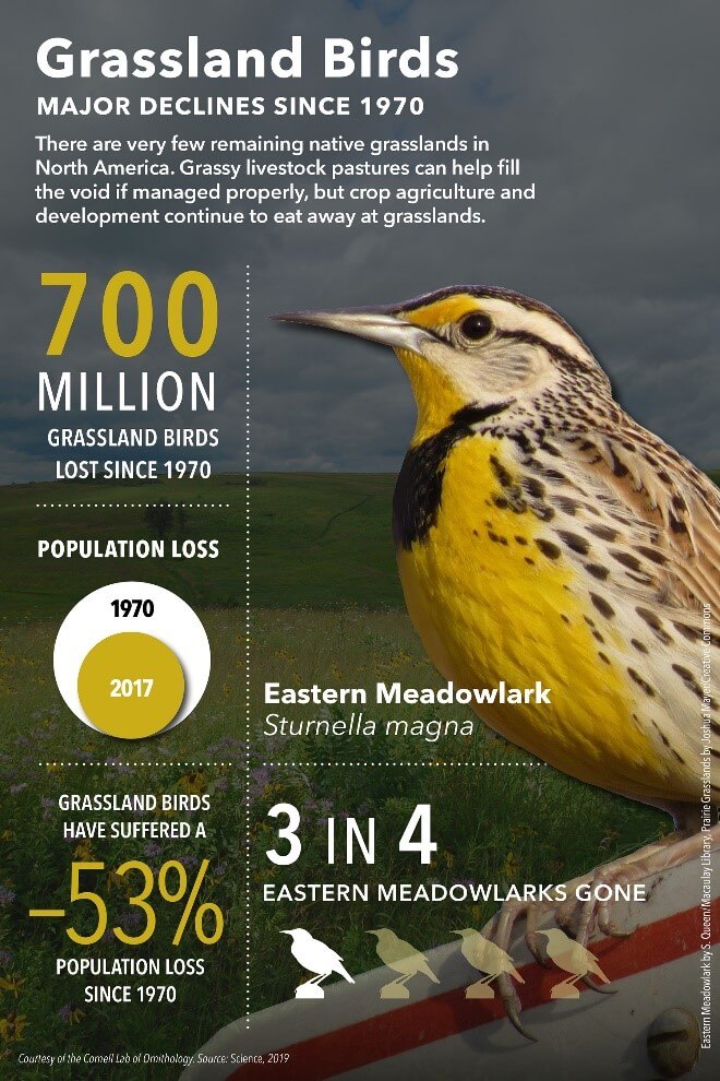 Grassland birds have been affected by a massive bird decline