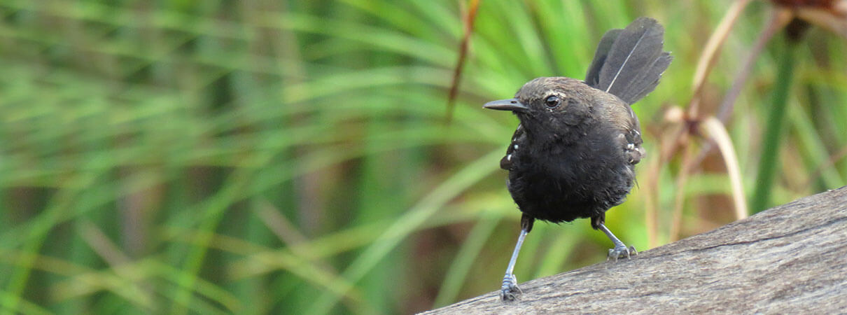 Marsh Antwren. Photo by Mario Campagnoli