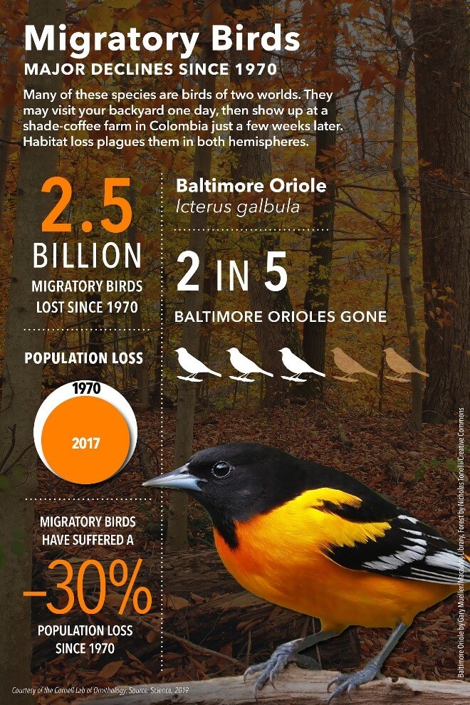 Migratory birds have been affected by a massive bird losses