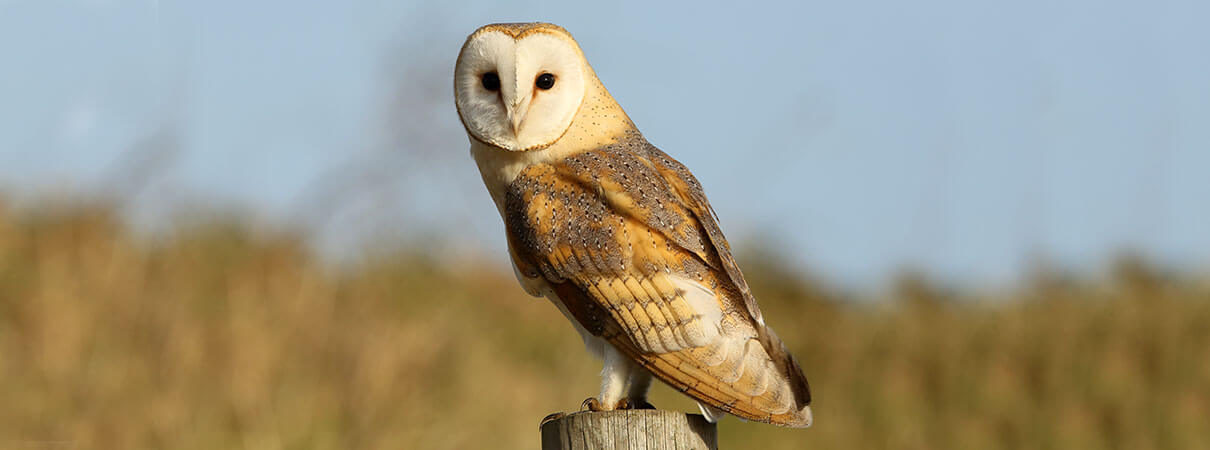 Barn Owls produced one of the eeriest bird sounds. Photo by Sandra Standridge/Shutterstock