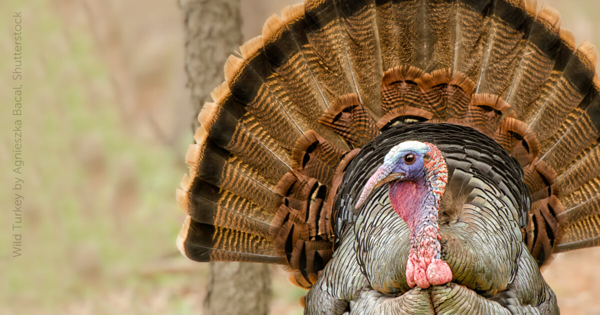 Wild Turkey - American Bird Conservancy