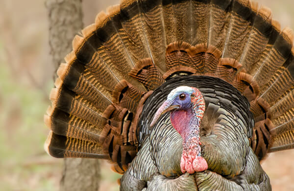Wild Turkey, Agnieszka Bacal, Shutterstock