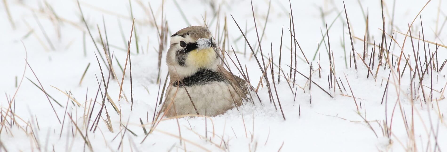 Horned Lark, Mike Parr